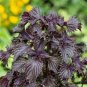 Bi-coloured Salad Perilla Shiso 200 Seeds