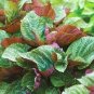 Bi-coloured Salad Perilla Shiso 200 Seeds