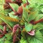 Bi-coloured Salad Perilla Shiso 200 Seeds