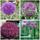 Blue Globe Thistle Echinops Big Onion Flowers 100 Seeds