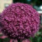 Blue Globe Thistle Echinops Big Onion Flowers 100 Seeds