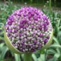 Blue Globe Thistle Echinops Big Onion Flowers 100 Seeds