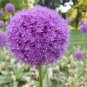 Blue Globe Thistle Echinops Big Onion Flowers 100 Seeds