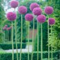Blue Globe Thistle Echinops Big Onion Flowers 100 Seeds