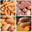 Pink Banana Jumbo Pumpkin 40 Seeds