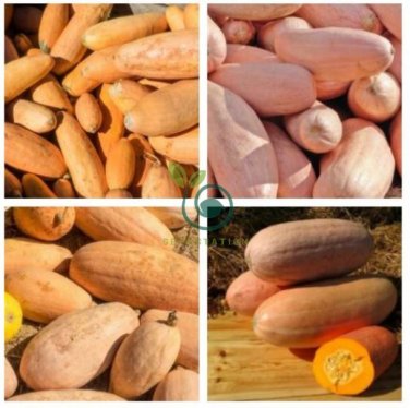 Pink Banana Jumbo Pumpkin 40 Seeds