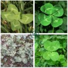 Clover Bonsai Trifolium Repens Beauty Lucky 500 Seeds