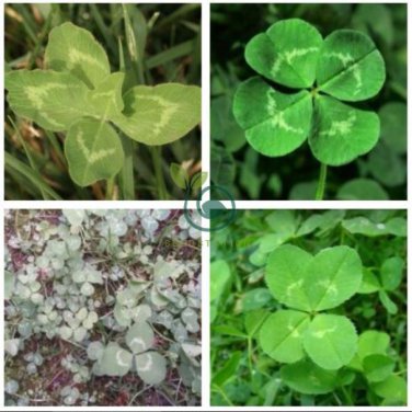 Clover Bonsai Trifolium Repens Beauty Lucky 500 Seeds