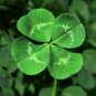 Clover Bonsai Trifolium Repens Beauty Lucky 500 Seeds
