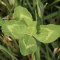 Clover Bonsai Trifolium Repens Beauty Lucky 500 Seeds