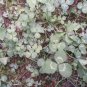 Clover Bonsai Trifolium Repens Beauty Lucky 500 Seeds