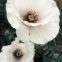 Rare Beautiful White Poppy Flowers with little red spots 200 Seeds