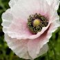 Rare Beautiful White Poppy Flowers with little red spots 200 Seeds
