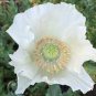 Rare Beautiful White Poppy Flowers with little red spots 200 Seeds