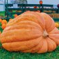 Giant Atlantic Dills Pumpkin 8 Seeds
