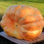 Giant Atlantic Dills Pumpkin 8 Seeds