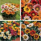 Gazania Mixed 9 Types of Treasure Flower 60 Seeds