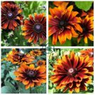 Heirloom Orange Black Echinacea Purpurea 200 Seeds