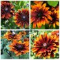 Heirloom Orange Black Echinacea Purpurea 200 Seeds