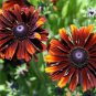 Heirloom Orange Black Echinacea Purpurea 200 Seeds