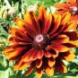 Heirloom Orange Black Echinacea Purpurea 200 Seeds