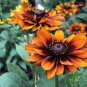 Heirloom Orange Black Echinacea Purpurea 200 Seeds