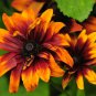 Heirloom Orange Black Echinacea Purpurea 200 Seeds