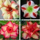Bonsai Mixed 64 Types of Adenium Desert Rose 200 Seeds