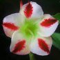Bonsai Mixed 64 Types of Adenium Desert Rose 200 Seeds