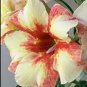 Bonsai Mixed 64 Types of Adenium Desert Rose 200 Seeds