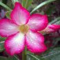 Bonsai Mixed 64 Types of Adenium Desert Rose 200 Seeds