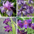 Big Blooming Marginal Bog Water Plant Purple Iris 40 Seeds