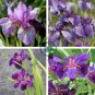 Big Blooming Marginal Bog Water Plant Purple Iris 40 Seeds