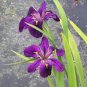 Big Blooming Marginal Bog Water Plant Purple Iris 40 Seeds