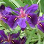 Big Blooming Marginal Bog Water Plant Purple Iris 40 Seeds