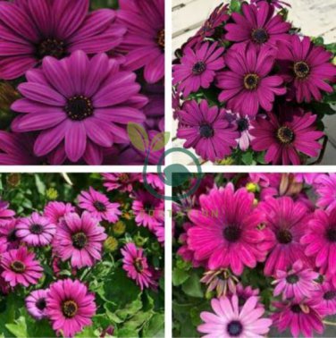 Osteospermum Ecklonis African Transvaal Veldt Daisy 30 Seeds