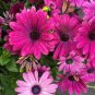 Osteospermum Ecklonis African Transvaal Veldt Daisy 30 Seeds