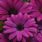 Osteospermum Ecklonis African Transvaal Veldt Daisy 30 Seeds
