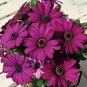 Osteospermum Ecklonis African Transvaal Veldt Daisy 30 Seeds