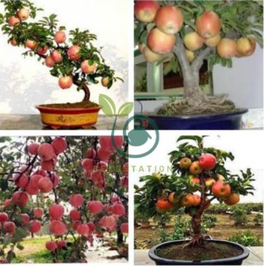 Heirloom Indoor Bonsai Red Apple Tree 20 Seeds