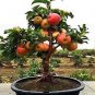 Heirloom Indoor Bonsai Red Apple Tree 20 Seeds