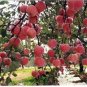 Heirloom Indoor Bonsai Red Apple Tree 20 Seeds