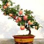 Heirloom Indoor Bonsai Red Apple Tree 20 Seeds