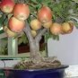 Heirloom Indoor Bonsai Red Apple Tree 20 Seeds