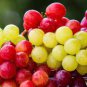 Mixed 6 Varieties of Grape 30 Seeds