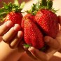 Super Giant Strawberry Fruit 200 Seeds
