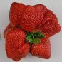 Super Giant Strawberry Fruit 200 Seeds