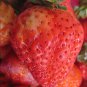 Super Giant Strawberry Fruit 200 Seeds