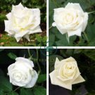 Yunnan White Rose 100 Seeds