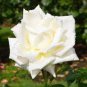 Yunnan White Rose 100 Seeds